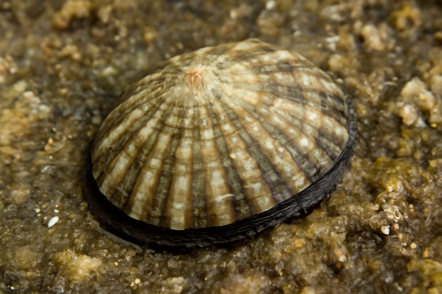 Pacific limpet