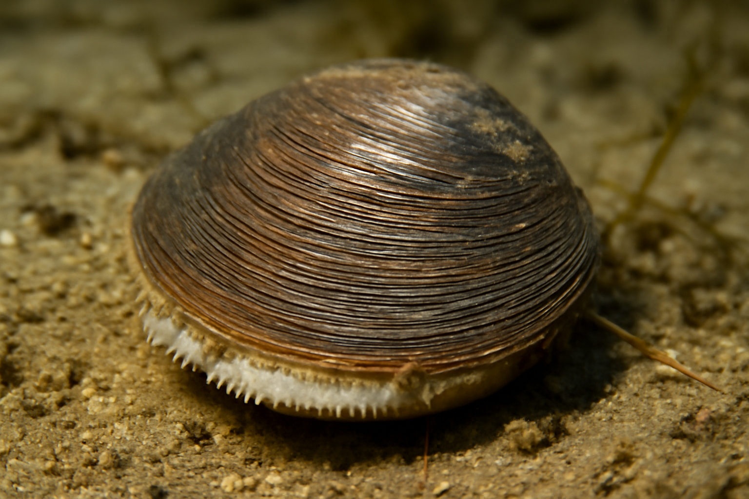 Ocean Quahog