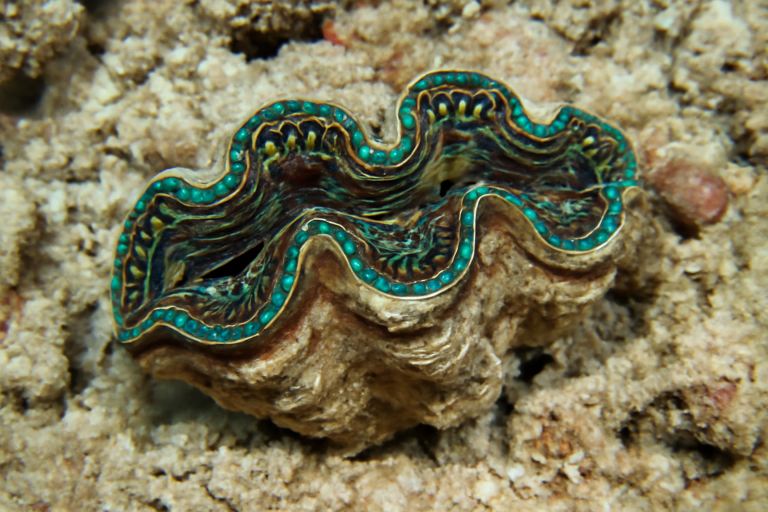 Small Giant Clam