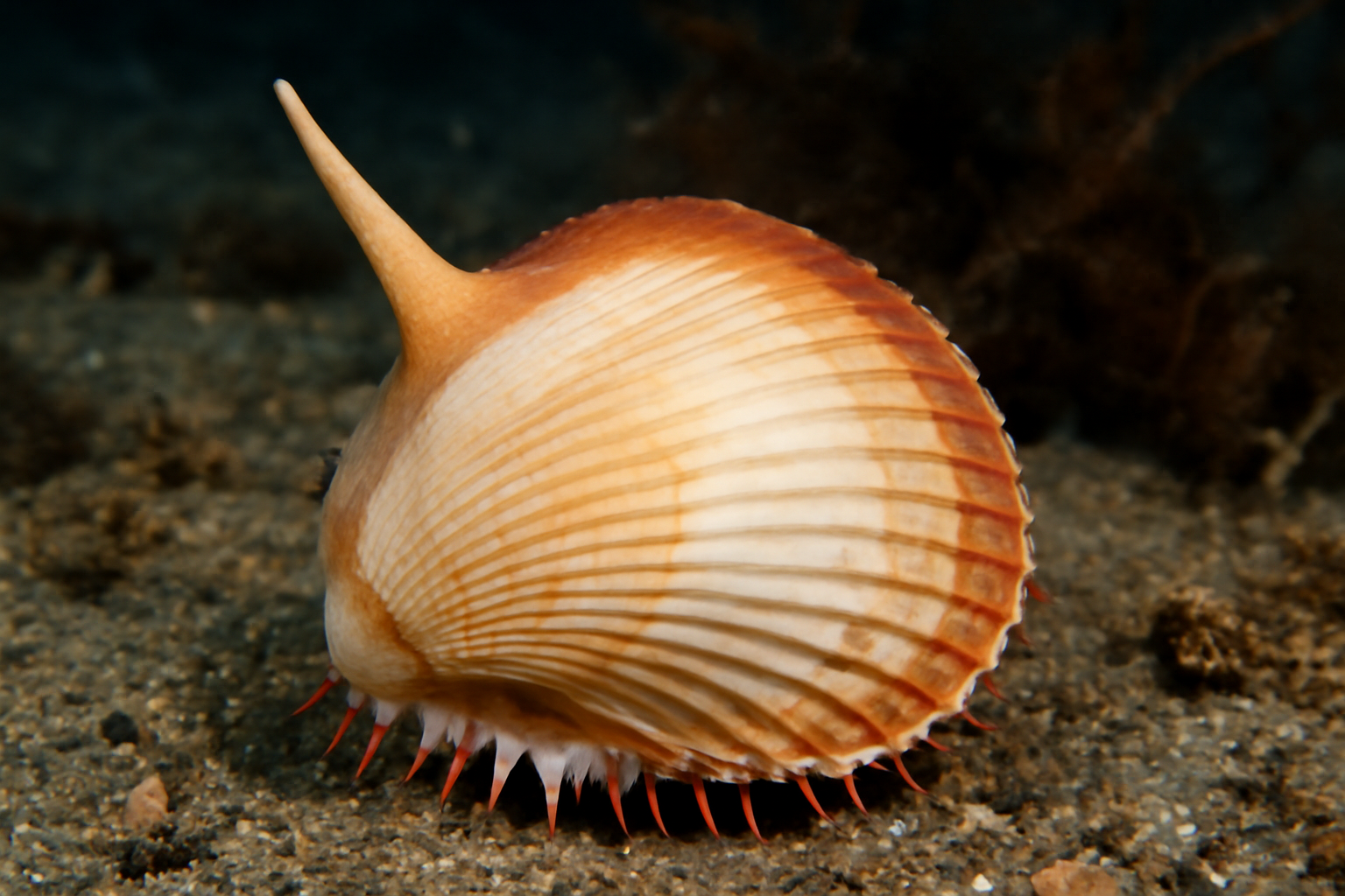 Unicorn Fragile Cockle