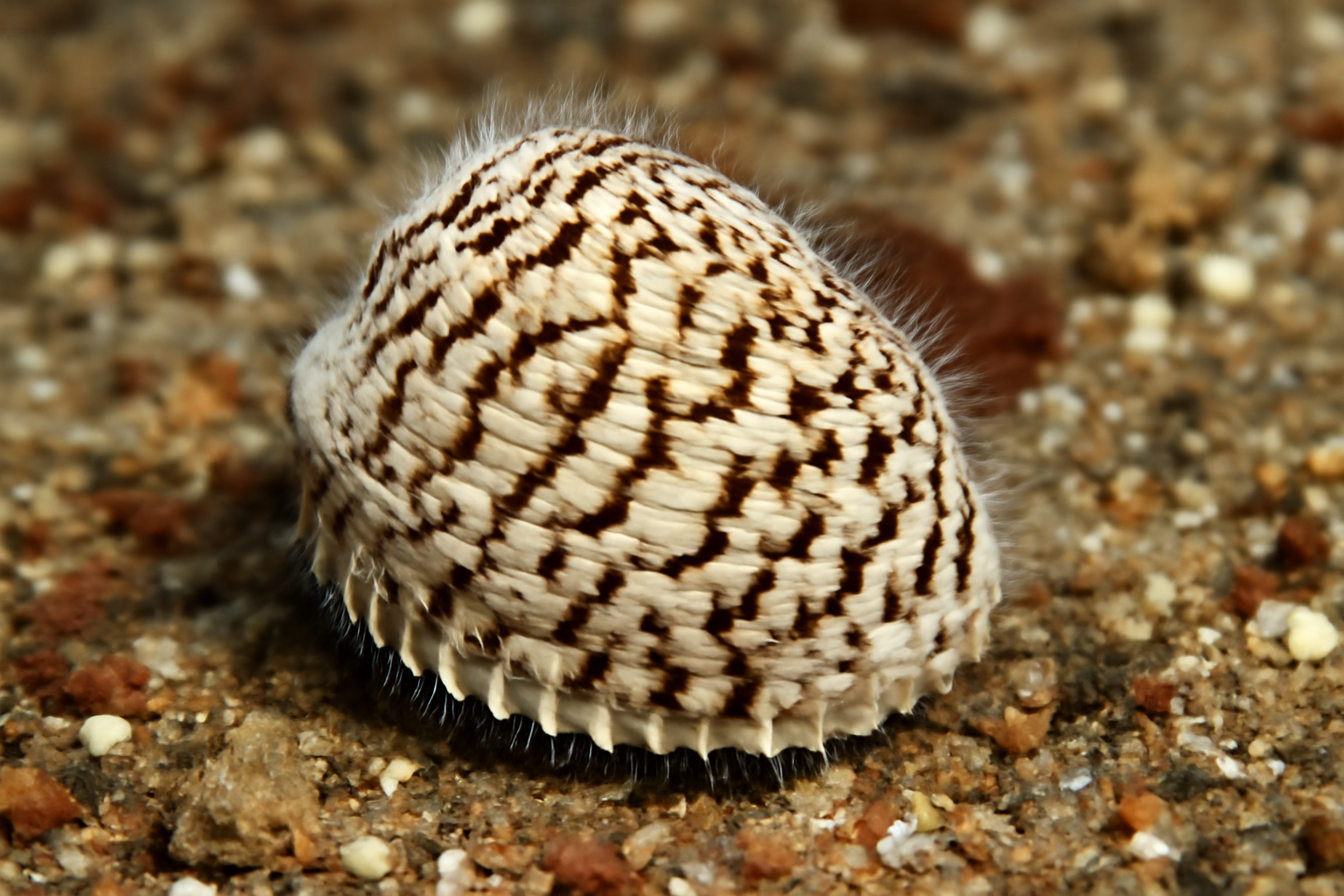 Script Fragile Cockle