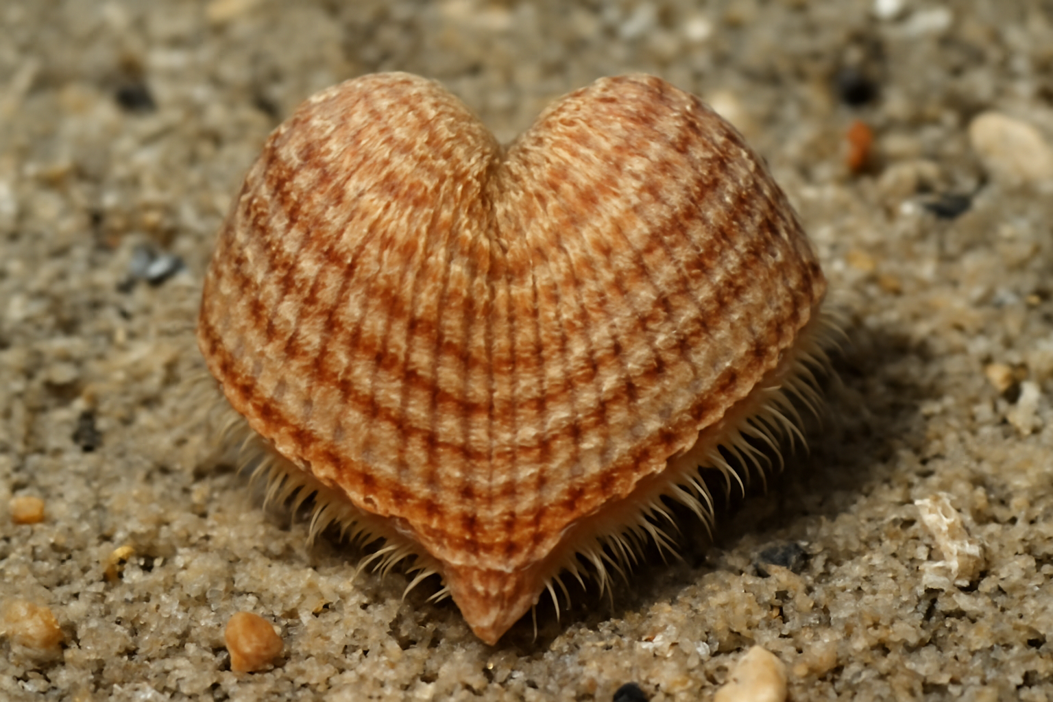 Heart Cockle