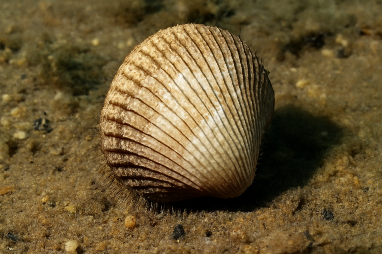 Lesser Heart Cockle