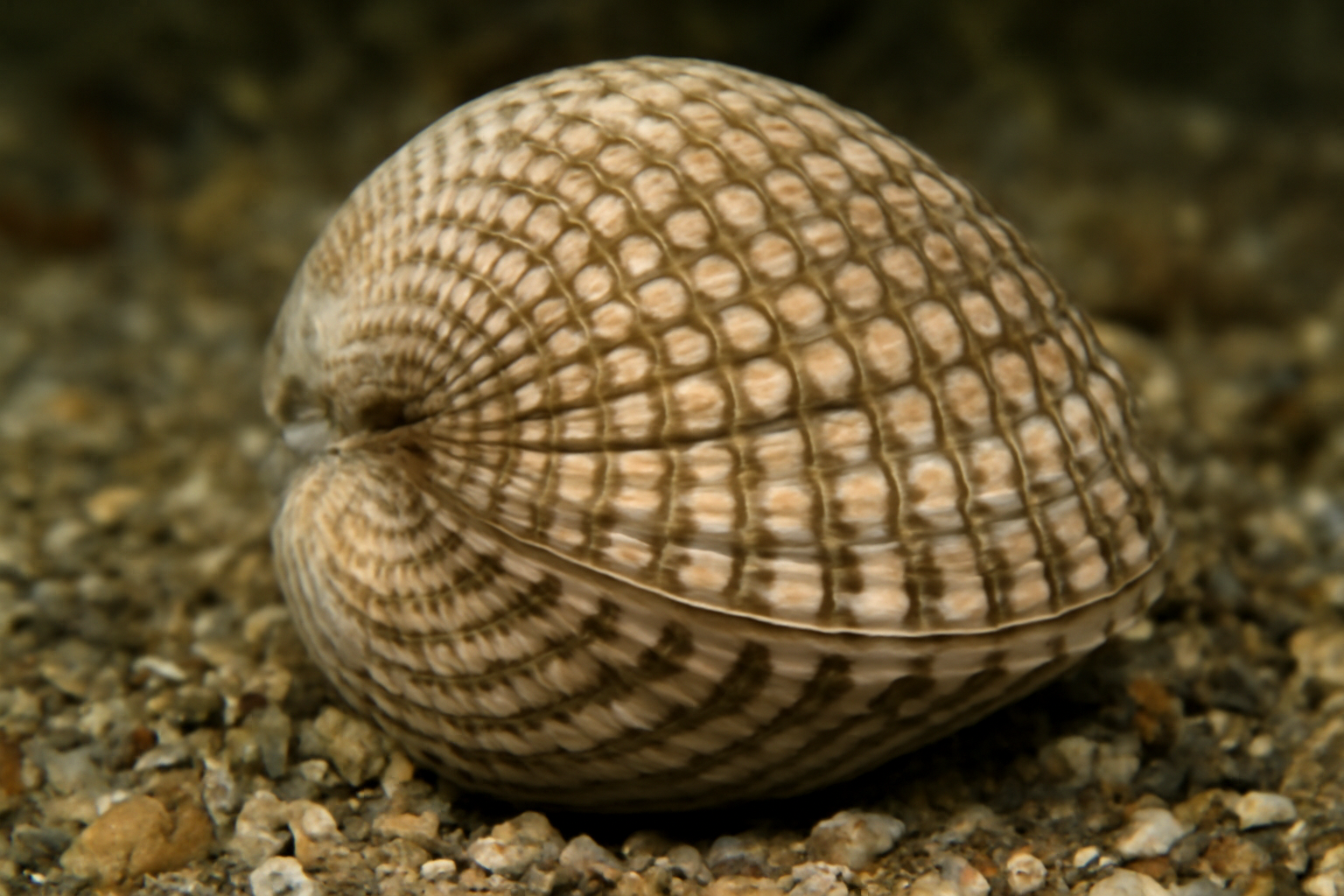 Japanese Basket Cockle
