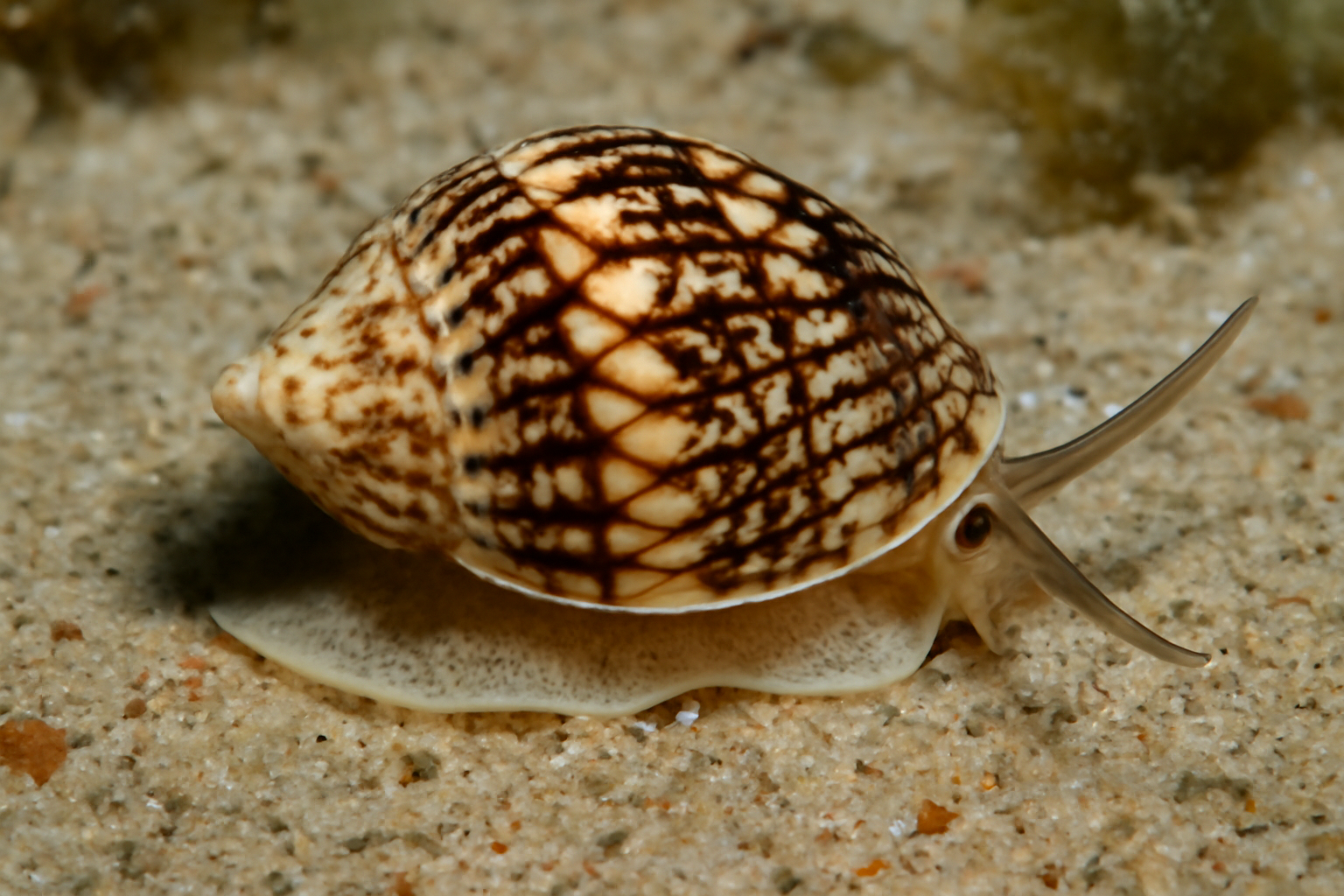 Common Nutmeg