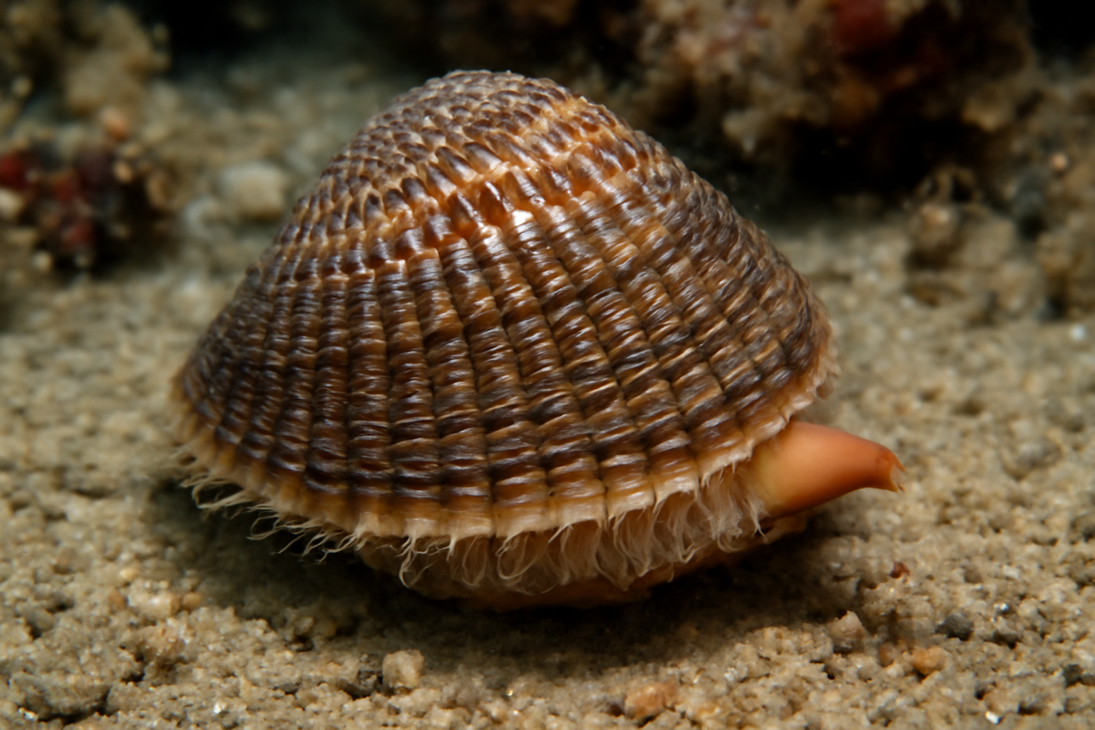 Trapeze Cockle
