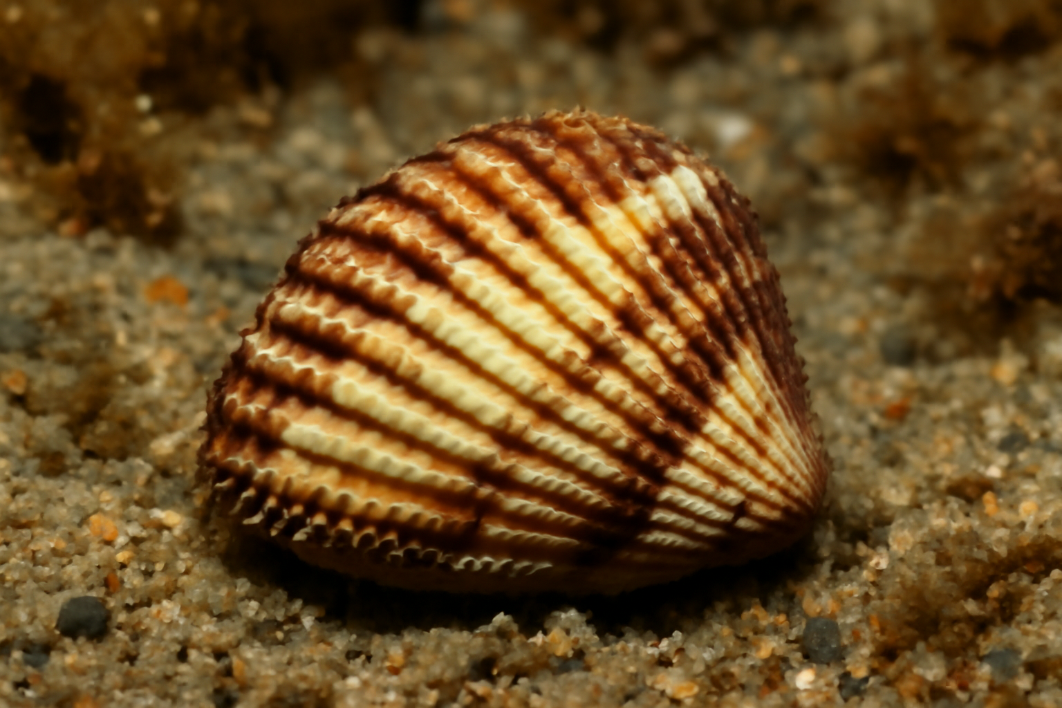 Oblique Trapeze Cockle