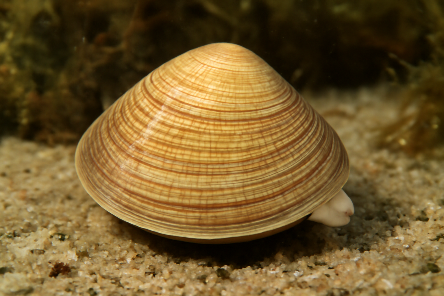 Atlantic Trough Shell