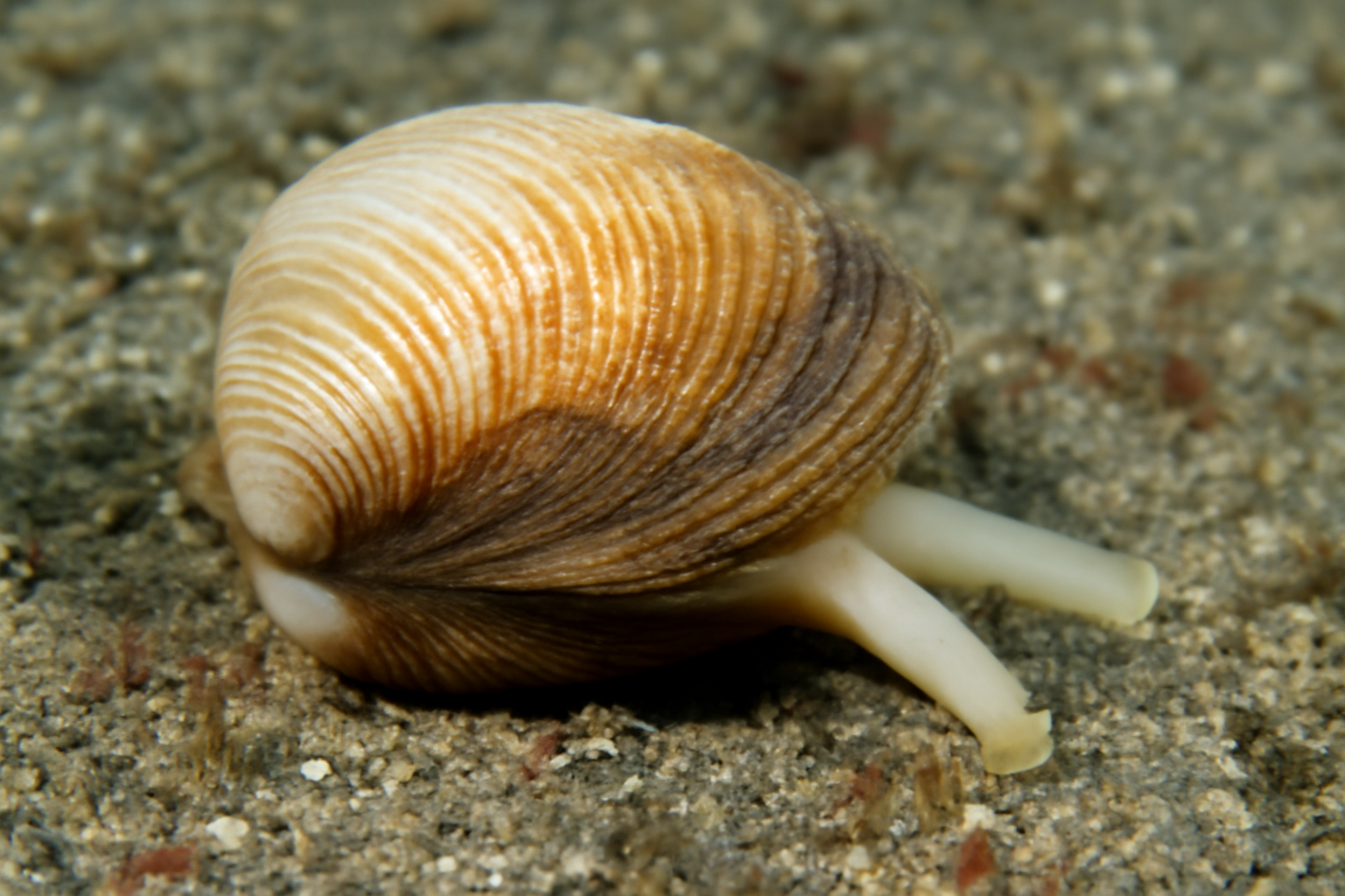 Mediterranean Trough Shell