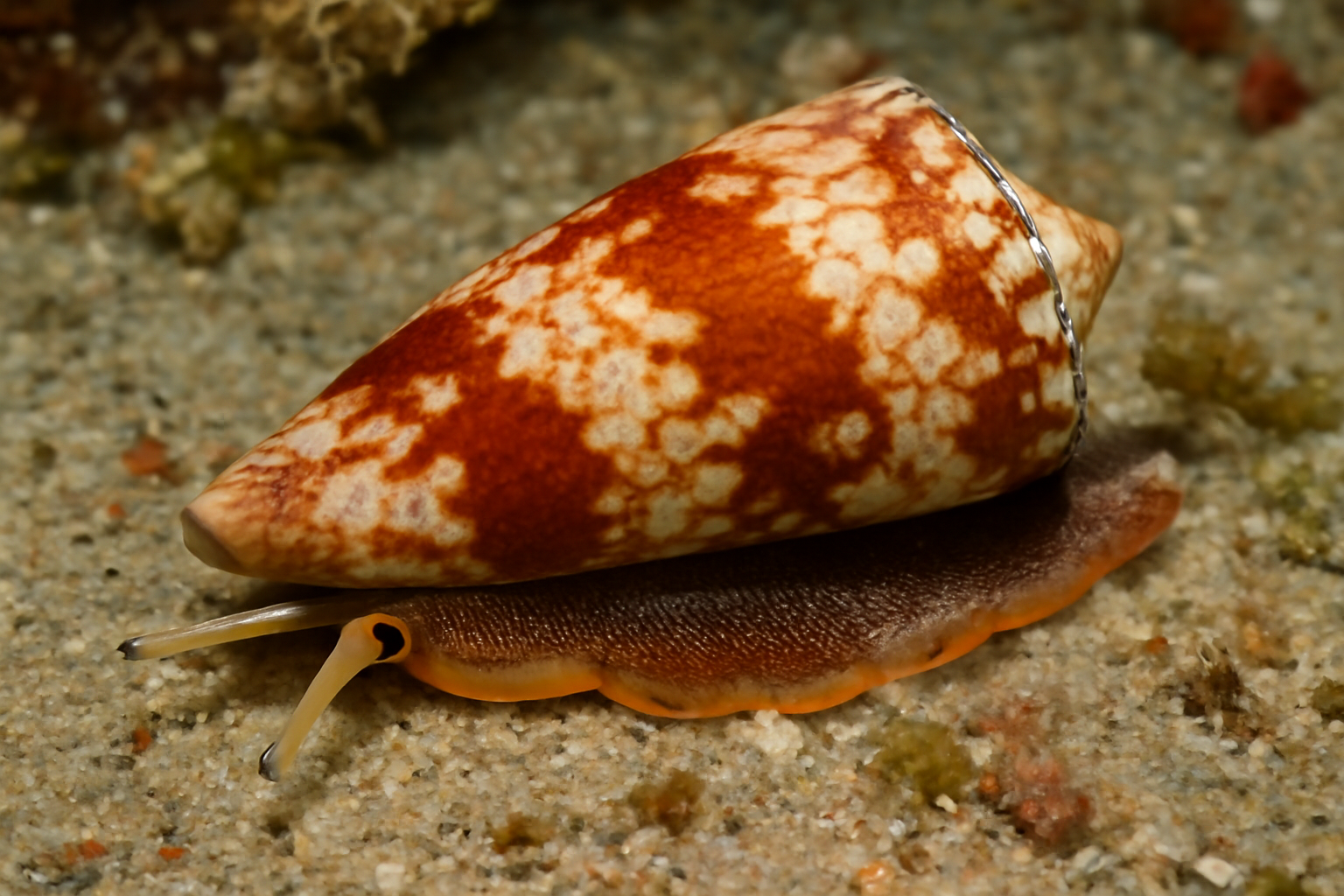 Cinnamon Cone