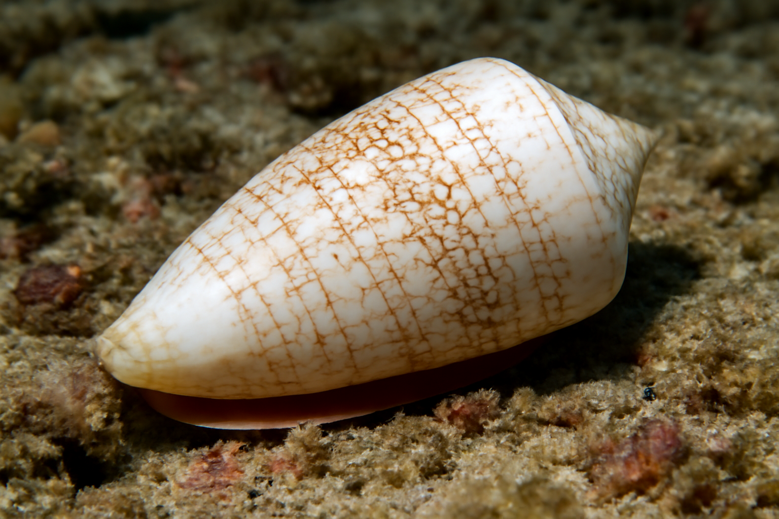 White Cone