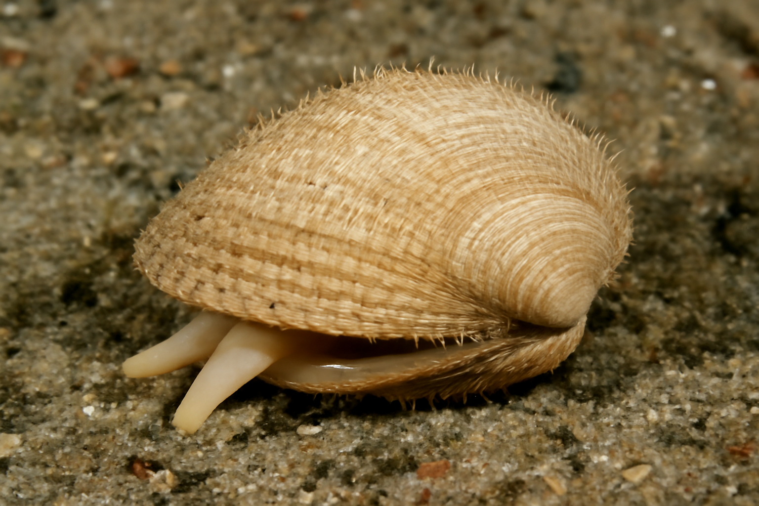 Common Spiny Trough Shell