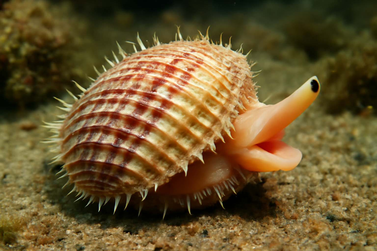 Striped Spiny Trough Shell