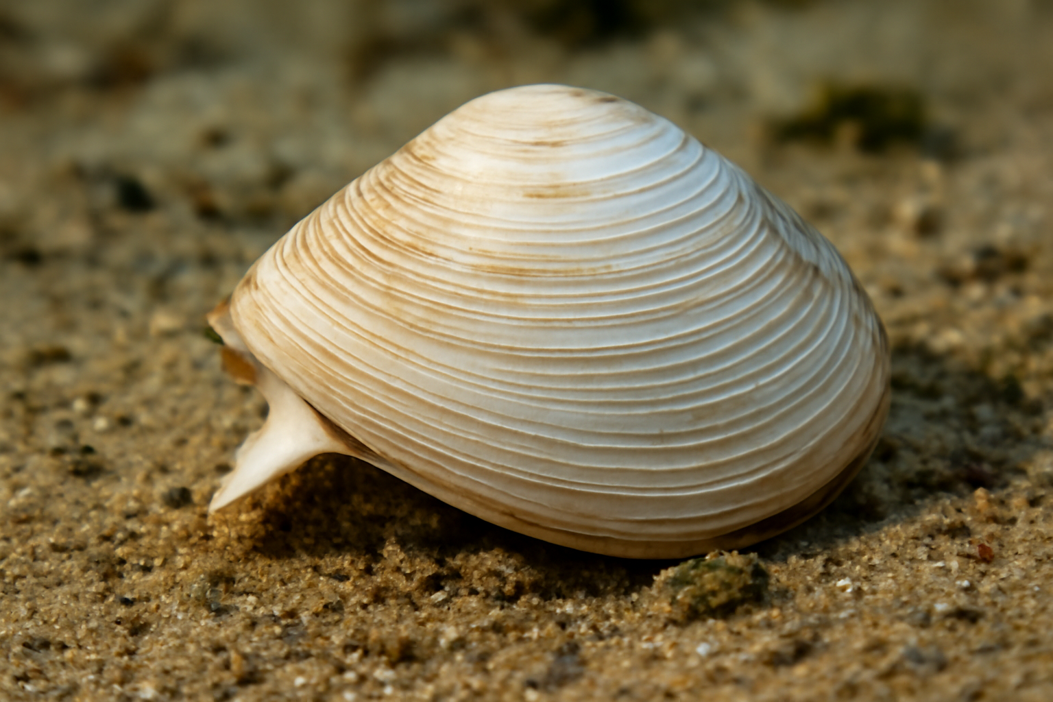 Angular Trough Shell