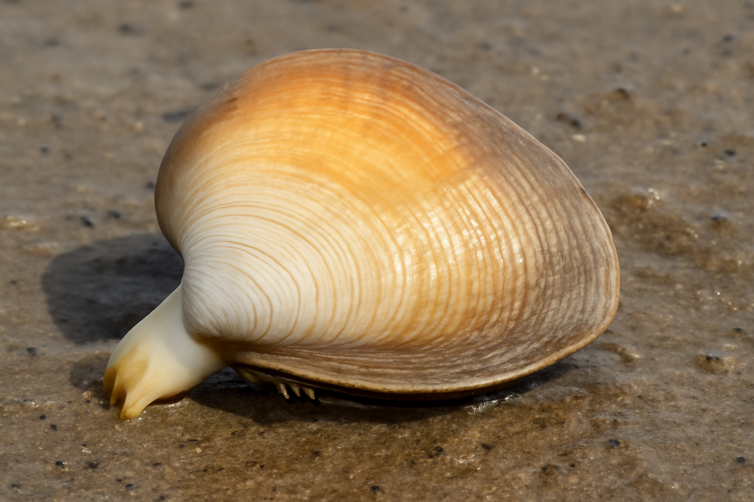 Eastern Wedge Trough Shell