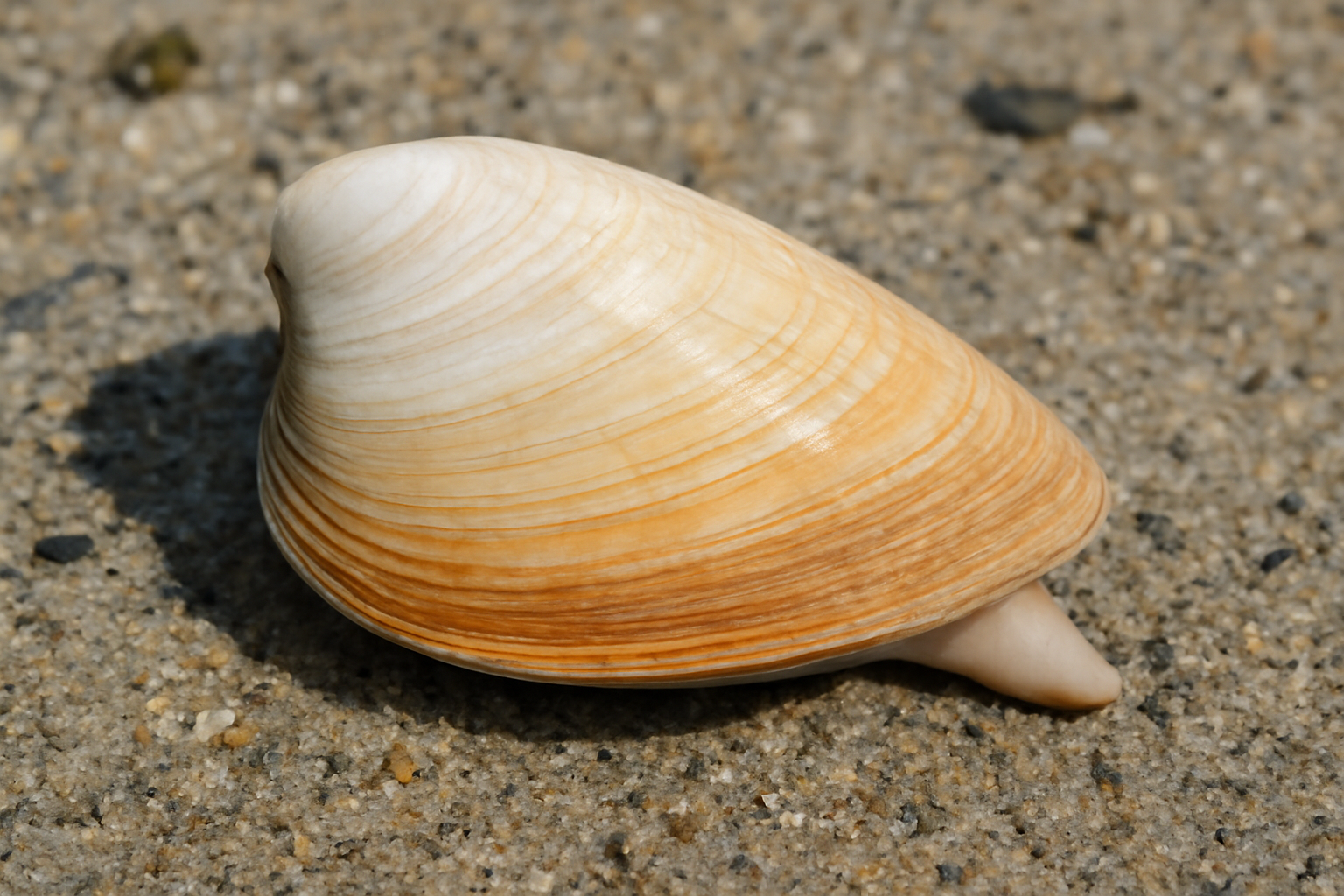 New Zealand Wedge Trough Shell