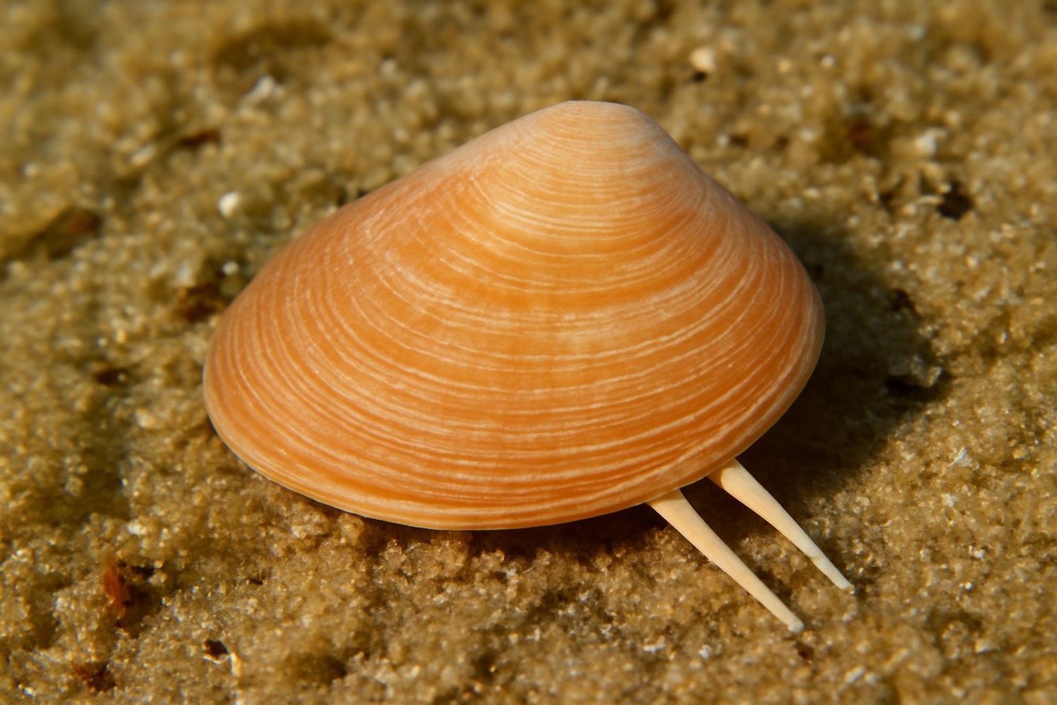 Angulate Tellin