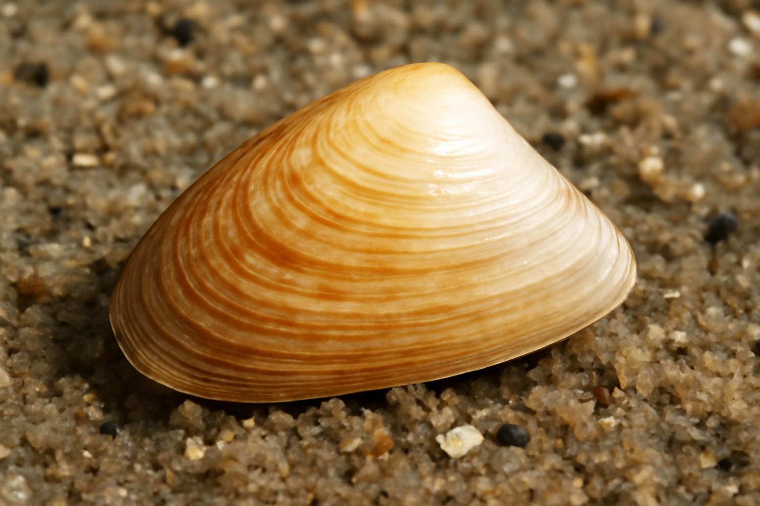 Angular Wedge Shell