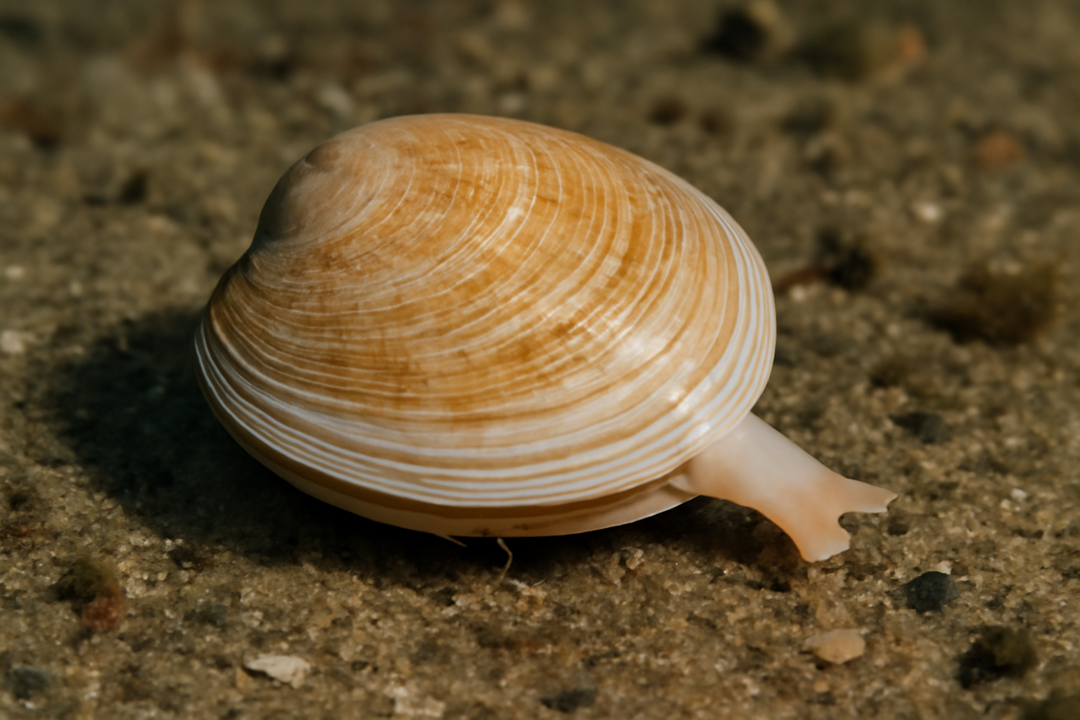 Atlantic Bent-nosed Clam