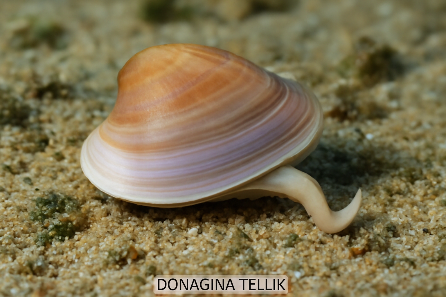 Donacina Tellin