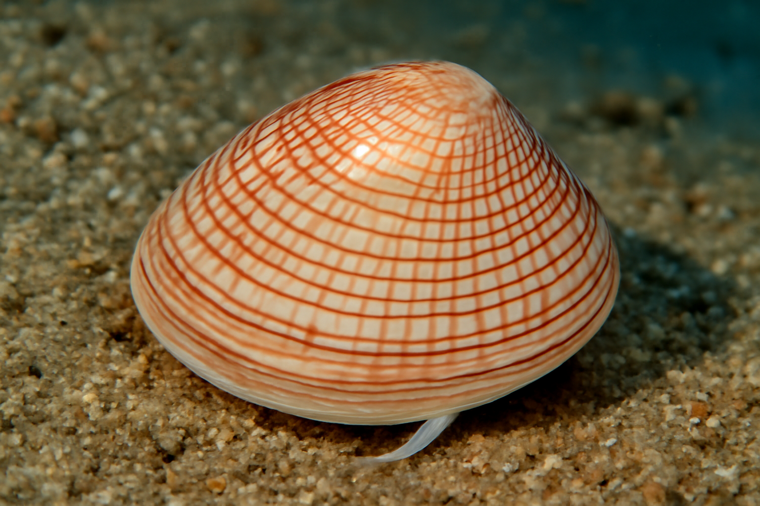 Striped Tellin