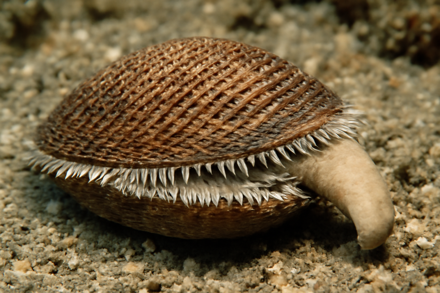Roughneck Clam