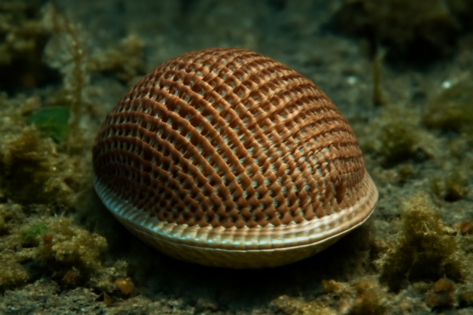 Deepwater Basket Clam