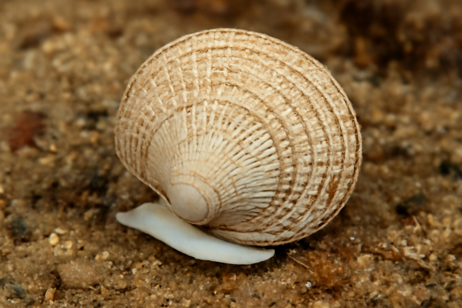 Orbiculate lucine