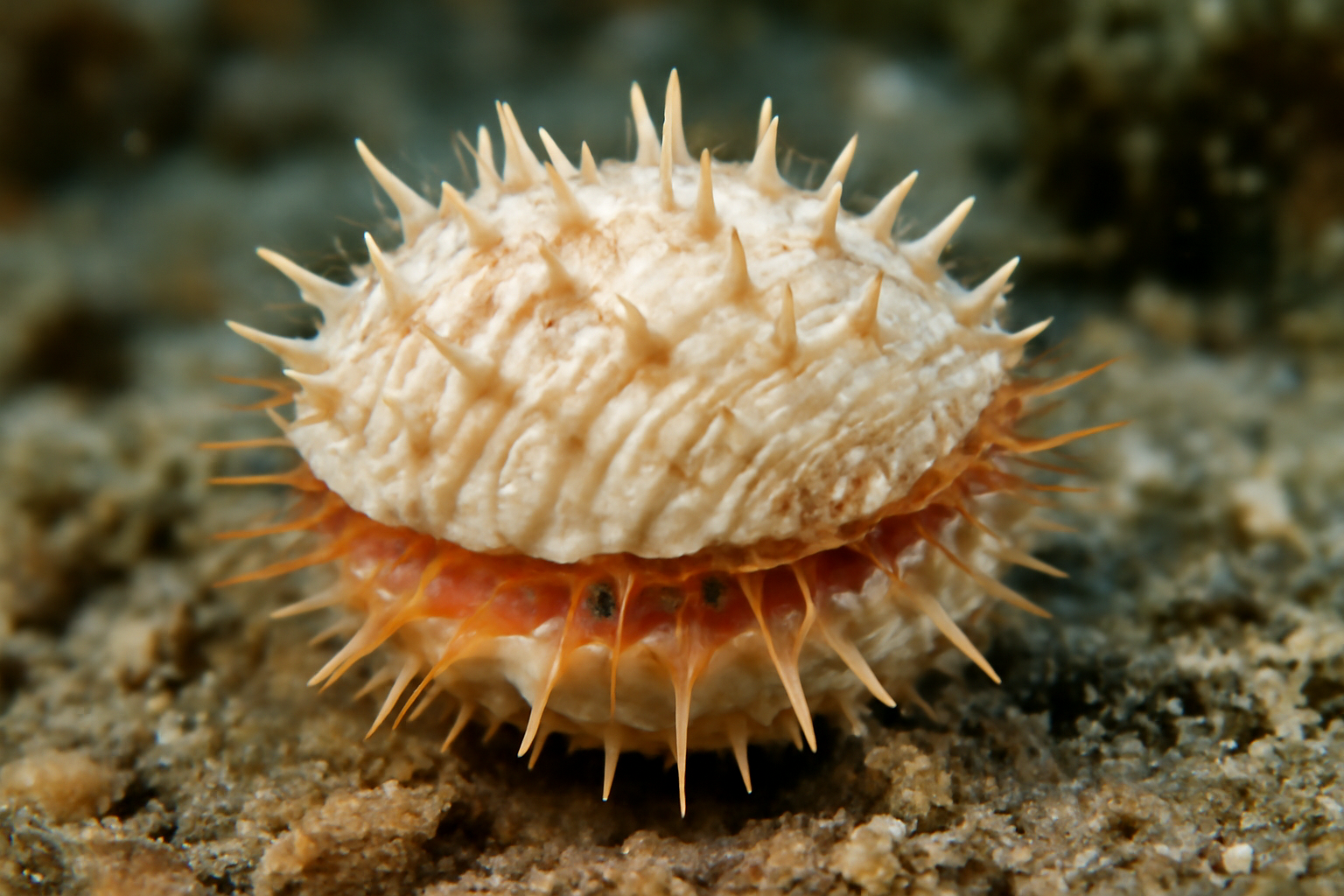 Florida Spiny Jewelbox