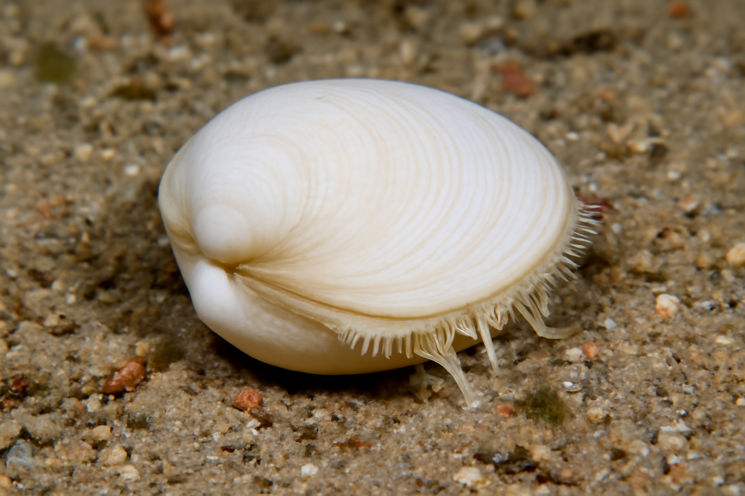 White Lucine