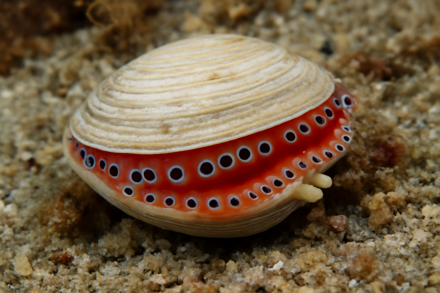 Ocellated Lucine