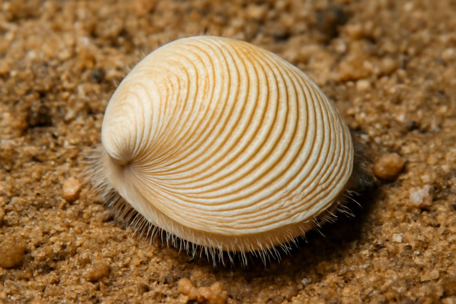 Divaricate Lucine