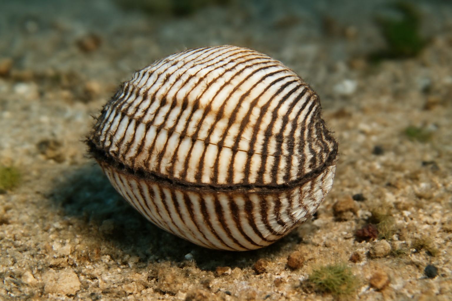 Gulf Ark