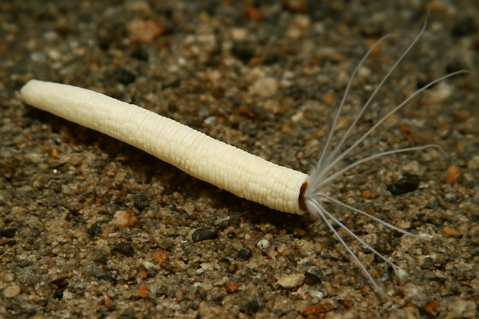 Threaded Tusk Shell