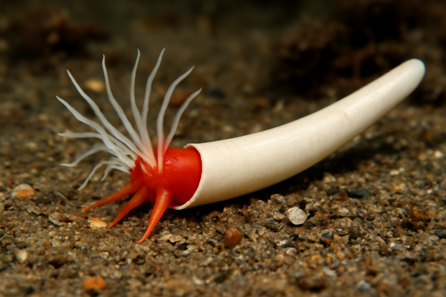 Indian Compressidentalium