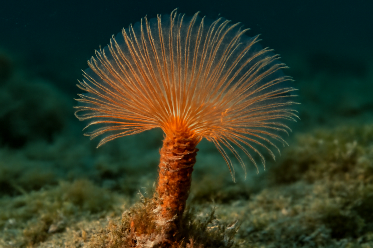 Rusty Tube Worm