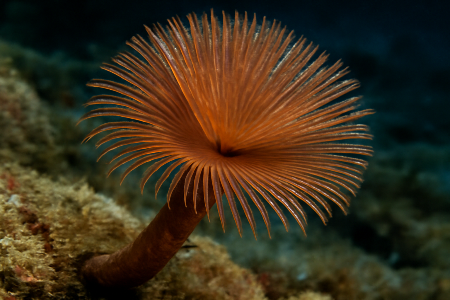 Copper Tube Worm
