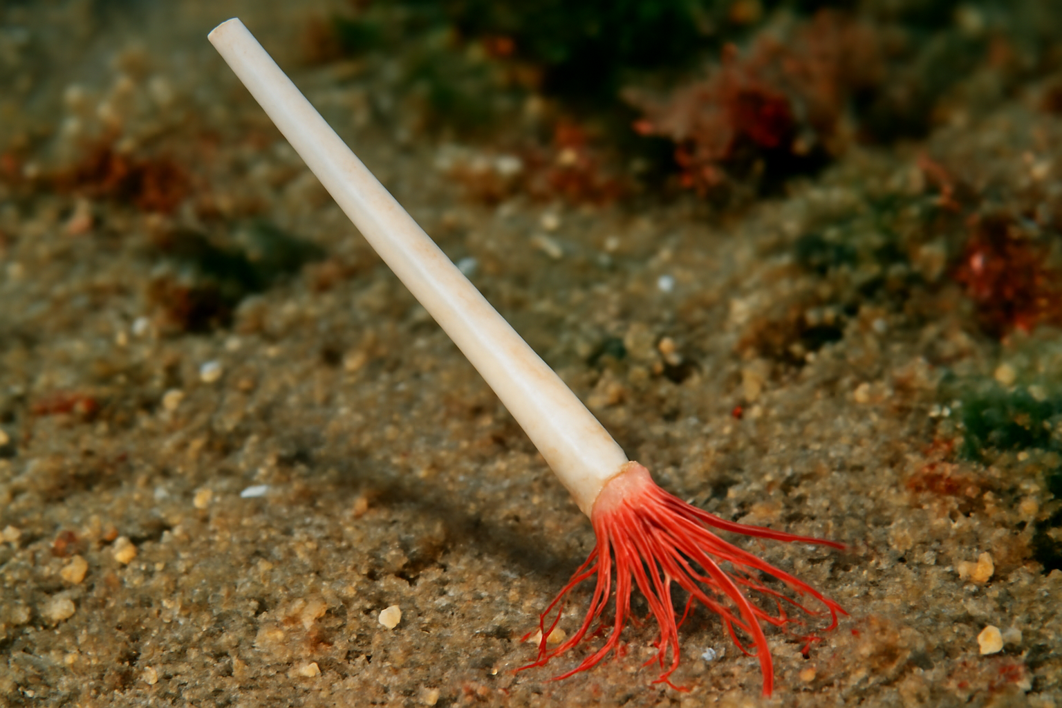 Narrow Dentalium