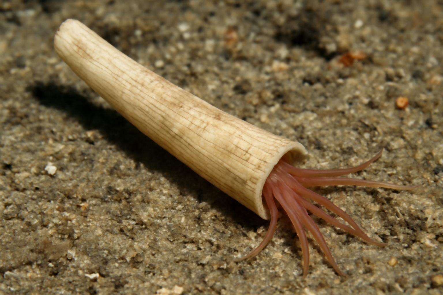 Broad Dentalium