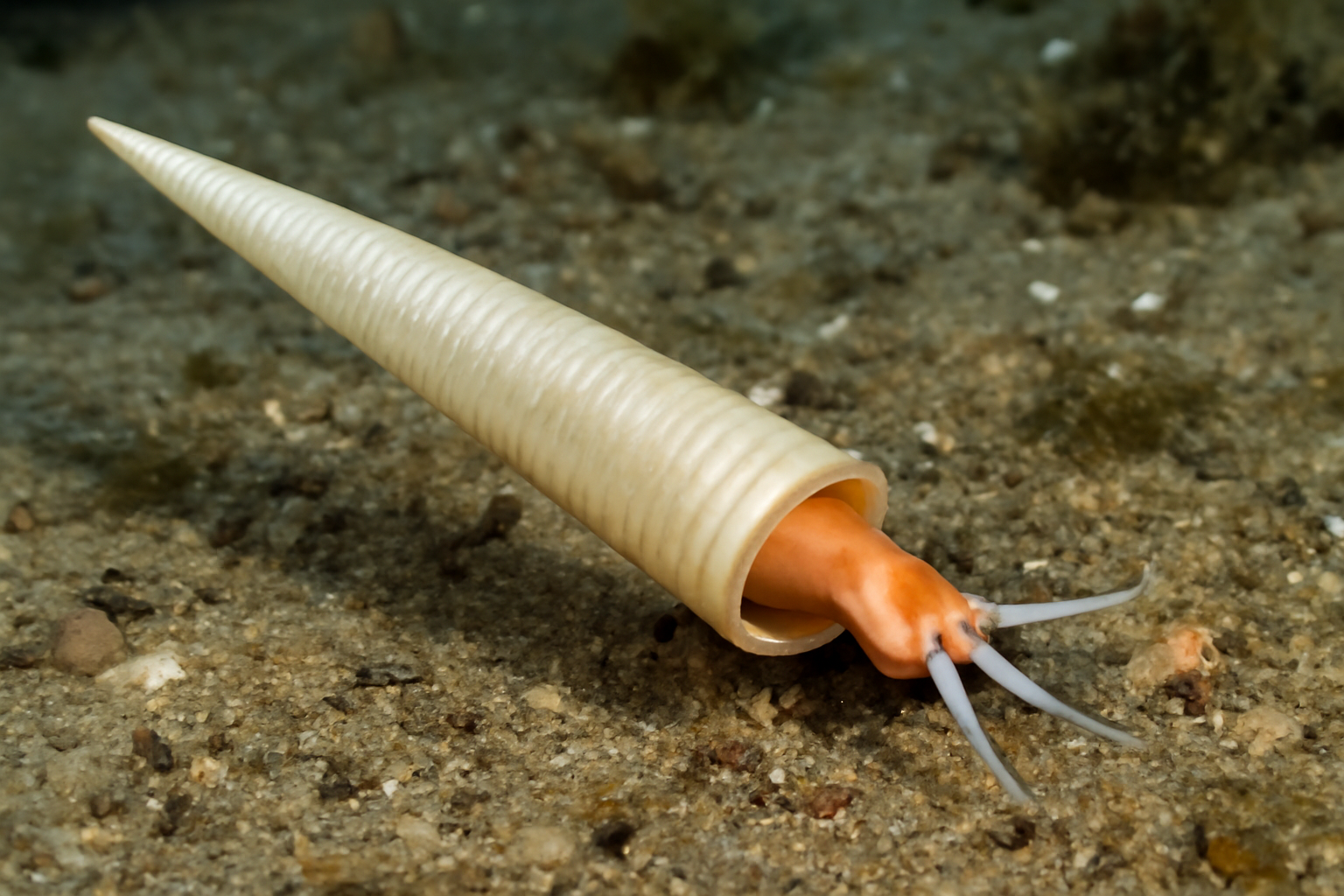 Giant Needle Tusk Shell