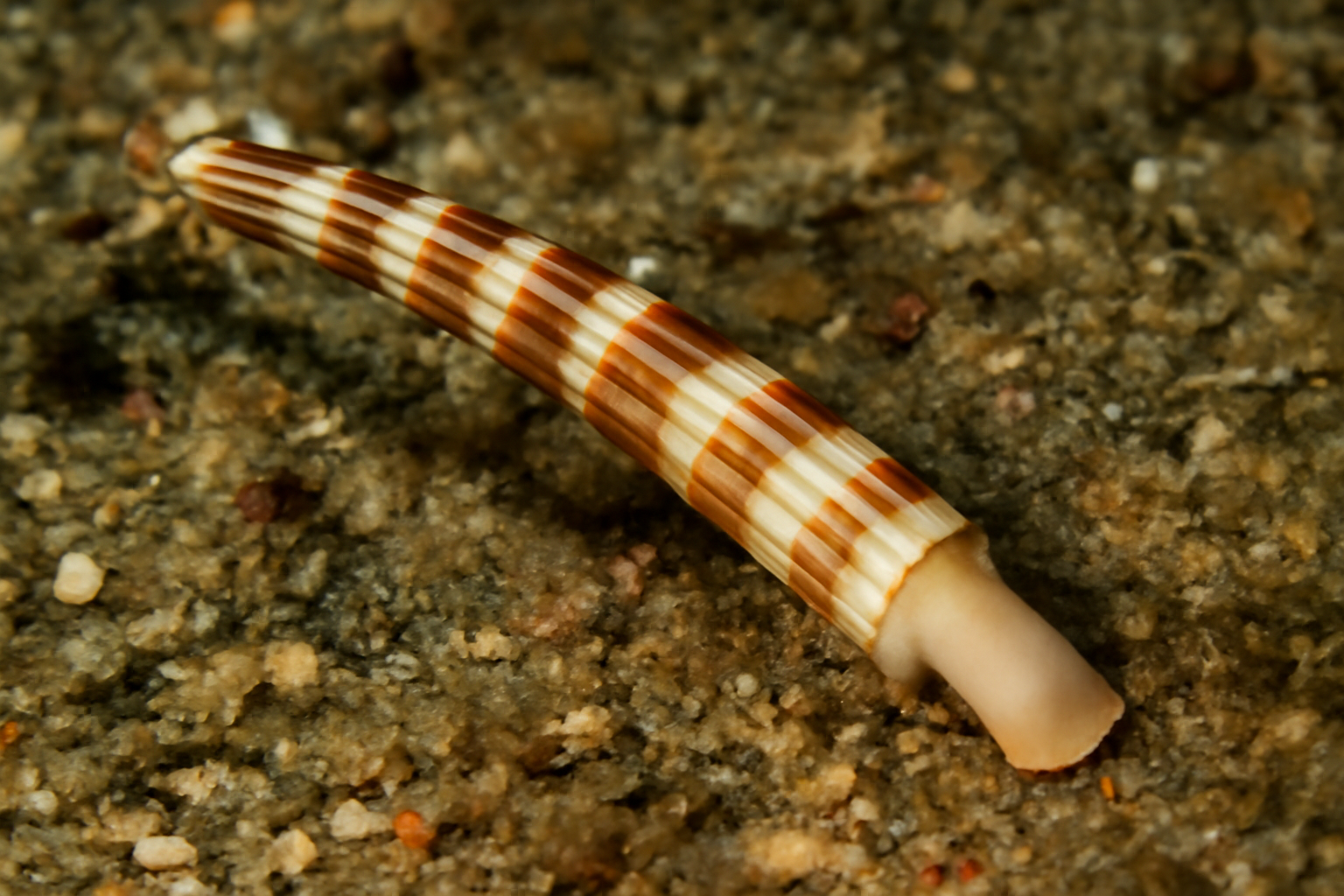 Striped Tusk Shell