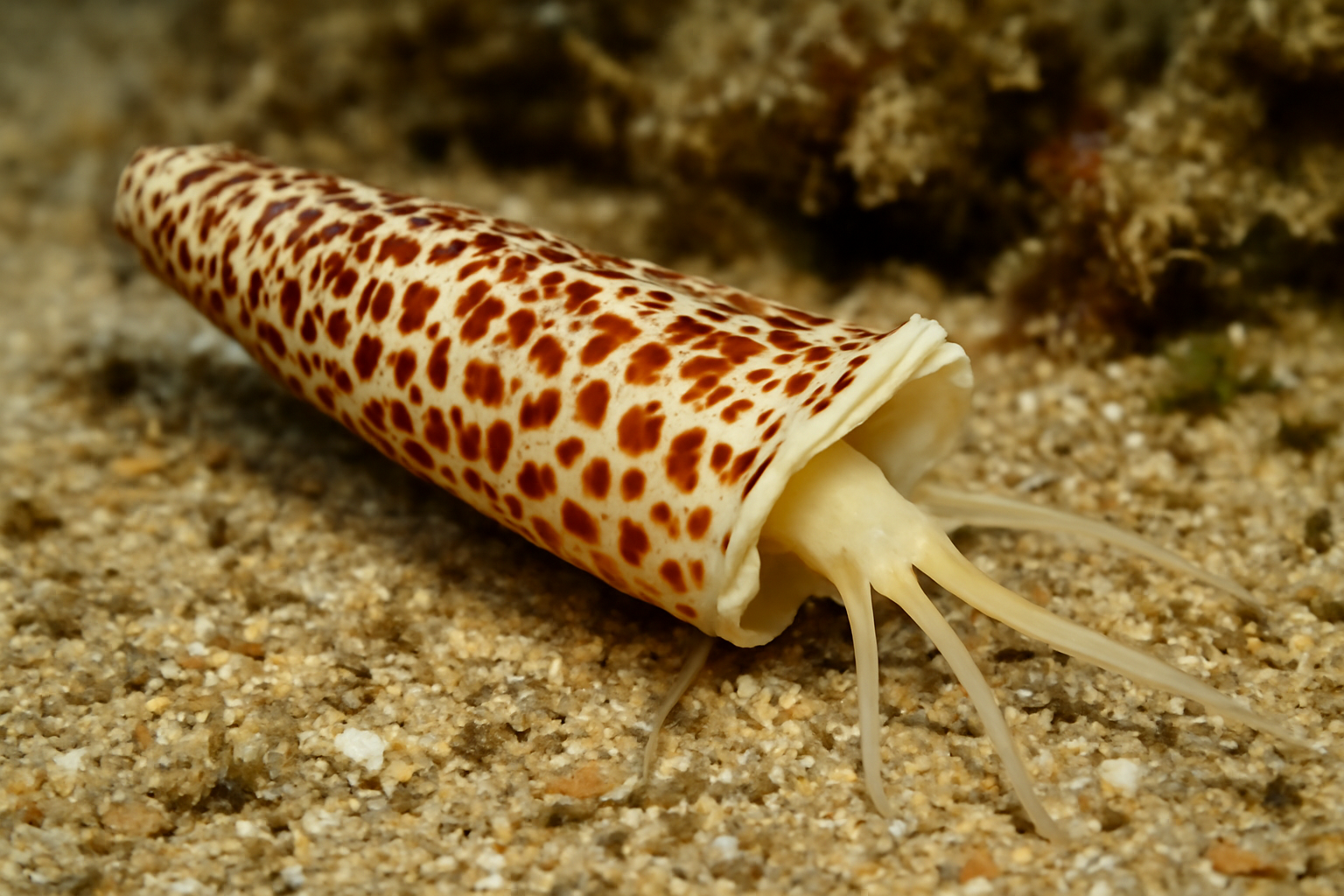Spotted Tusk Shell