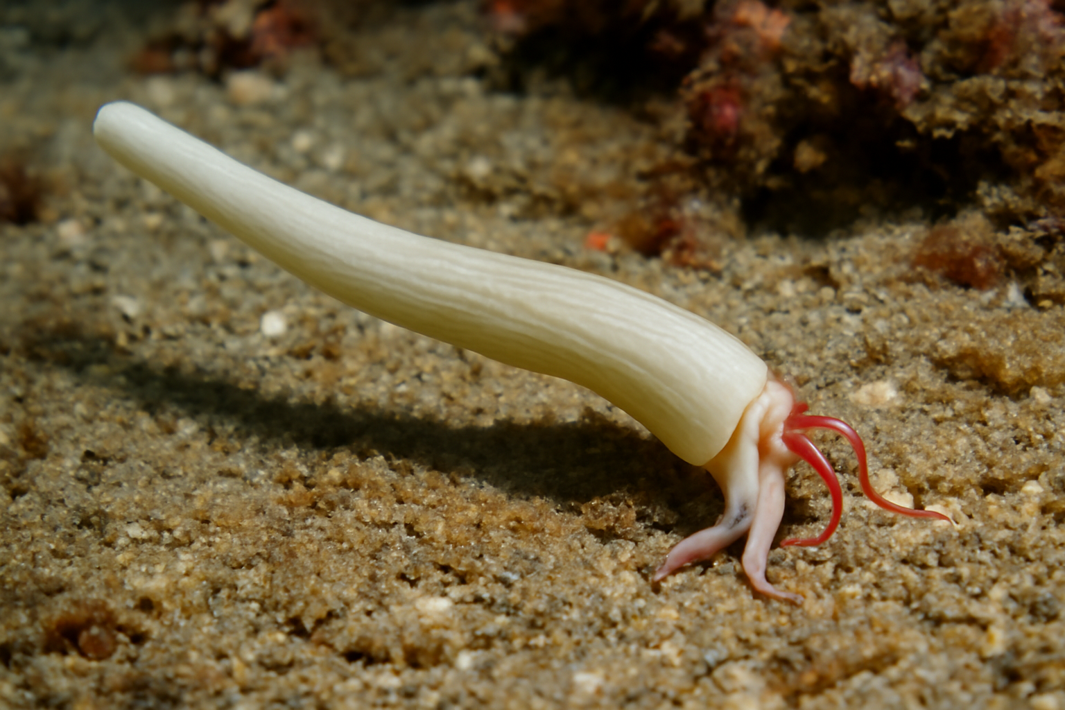 Smooth Tusk Shell