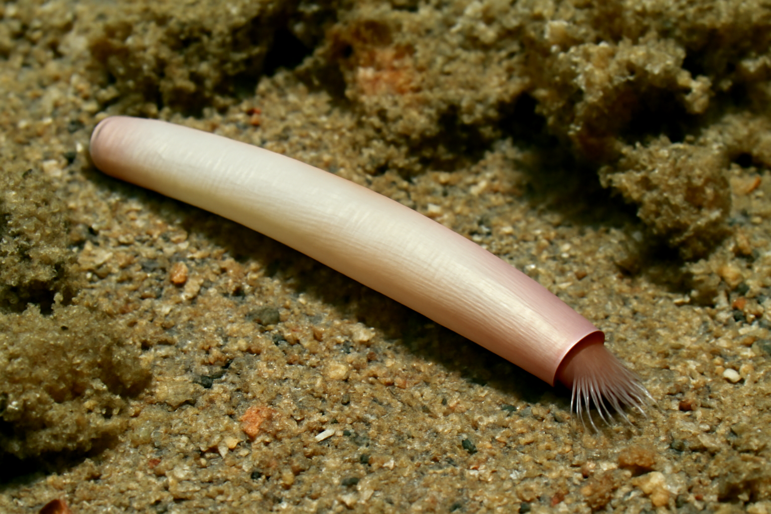 Brazilian Gadila
