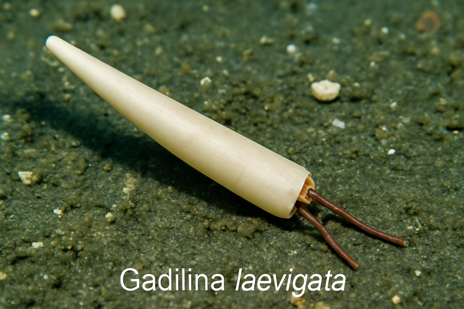 Gadilina laevigata