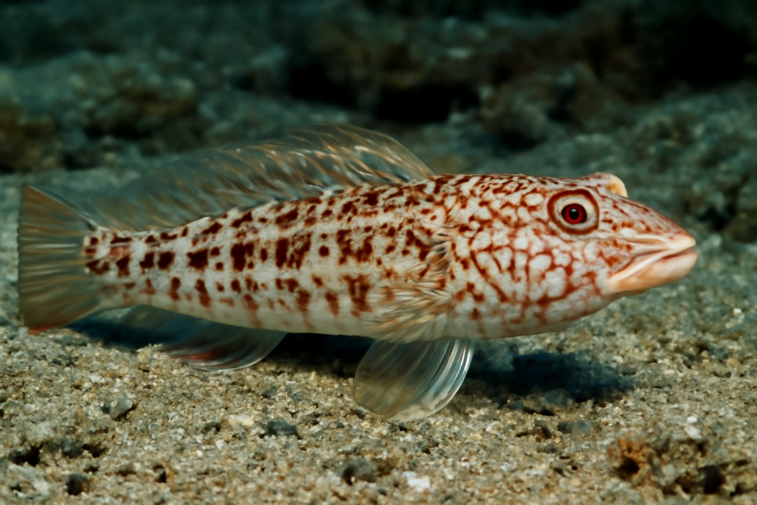Reticulated Sandperch