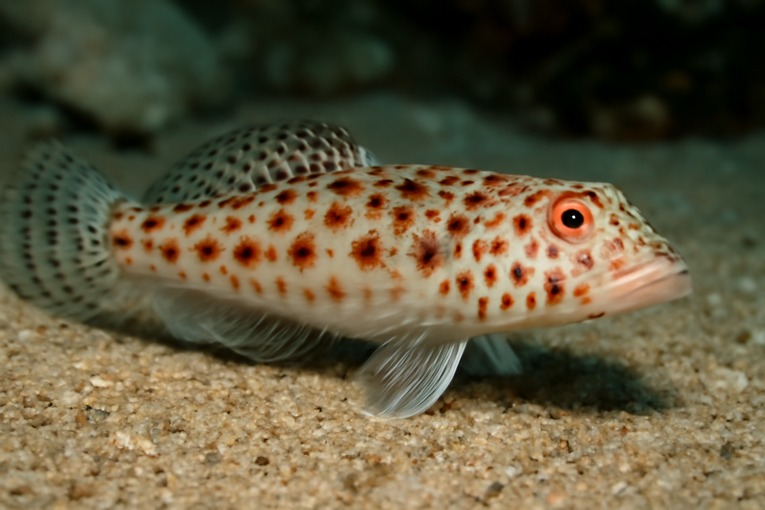 Spotted Sandperch
