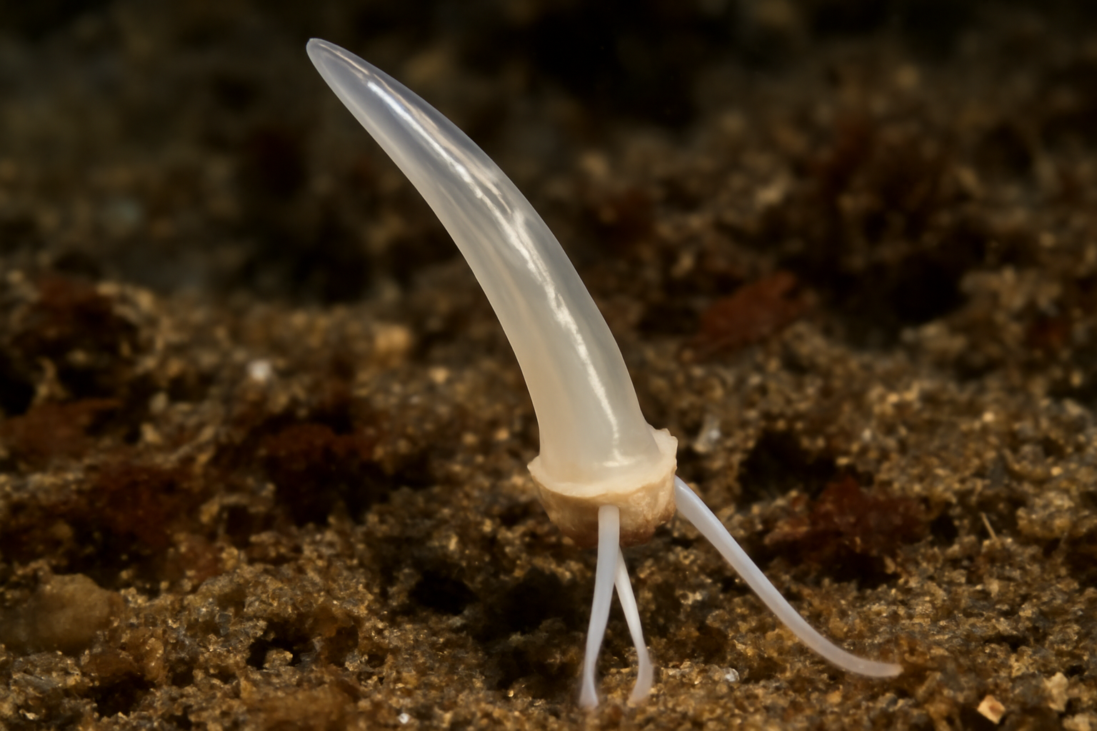 Polyschides norvegicus