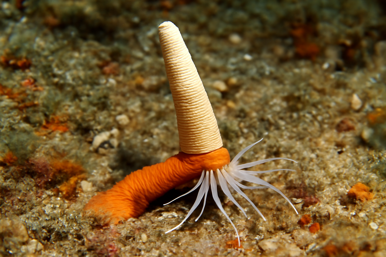 Mediterranean Tusk Shell