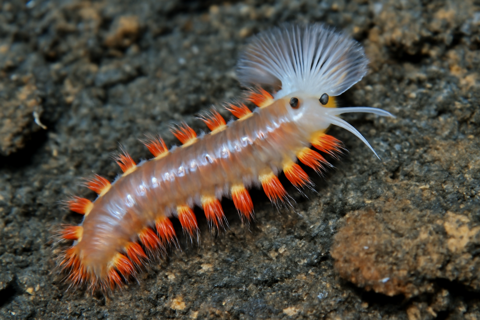 Laubier's Worm
